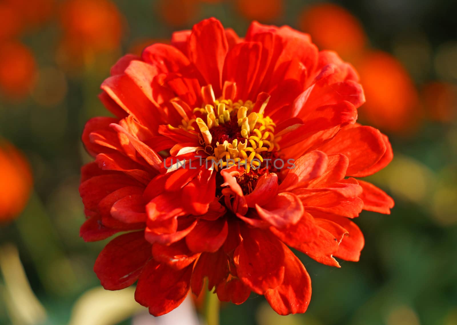 Big red zinnia flower close-up                           