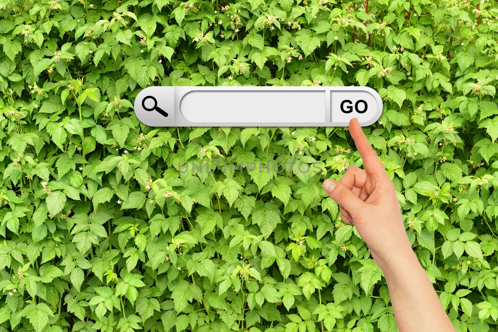 Human hand indicates the search bar in browser. Wall of green branches raspberry on background