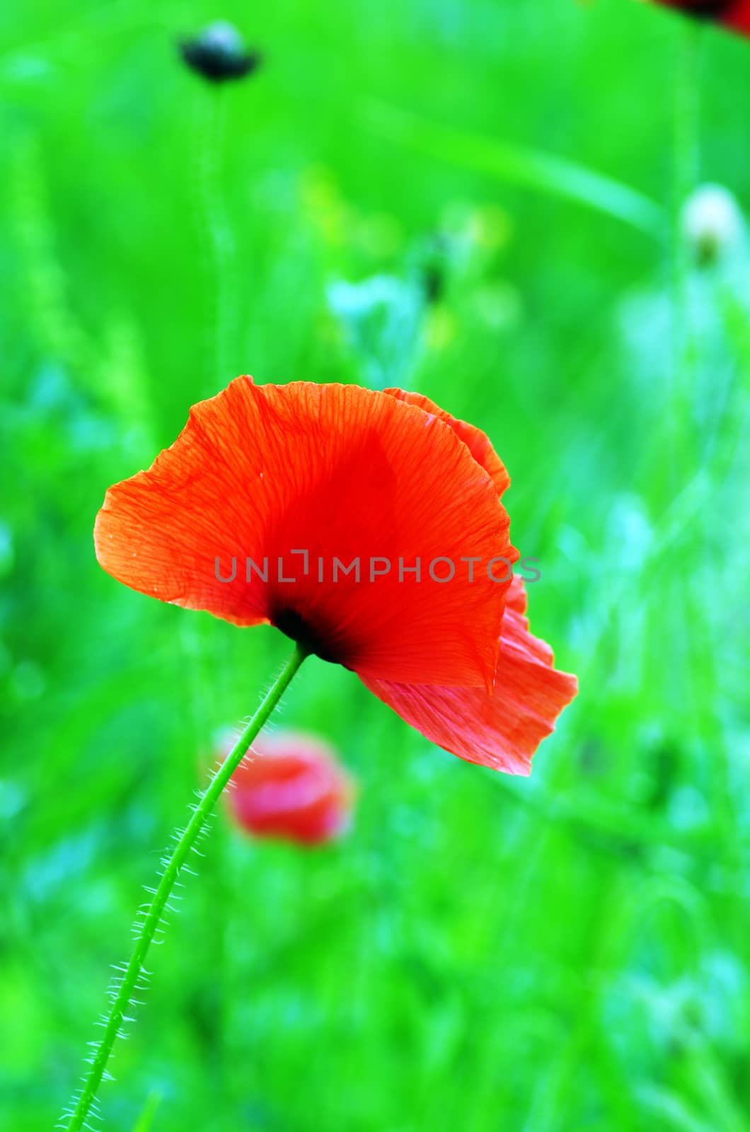 Red poppies blooming in the wild meadow  by dolnikow