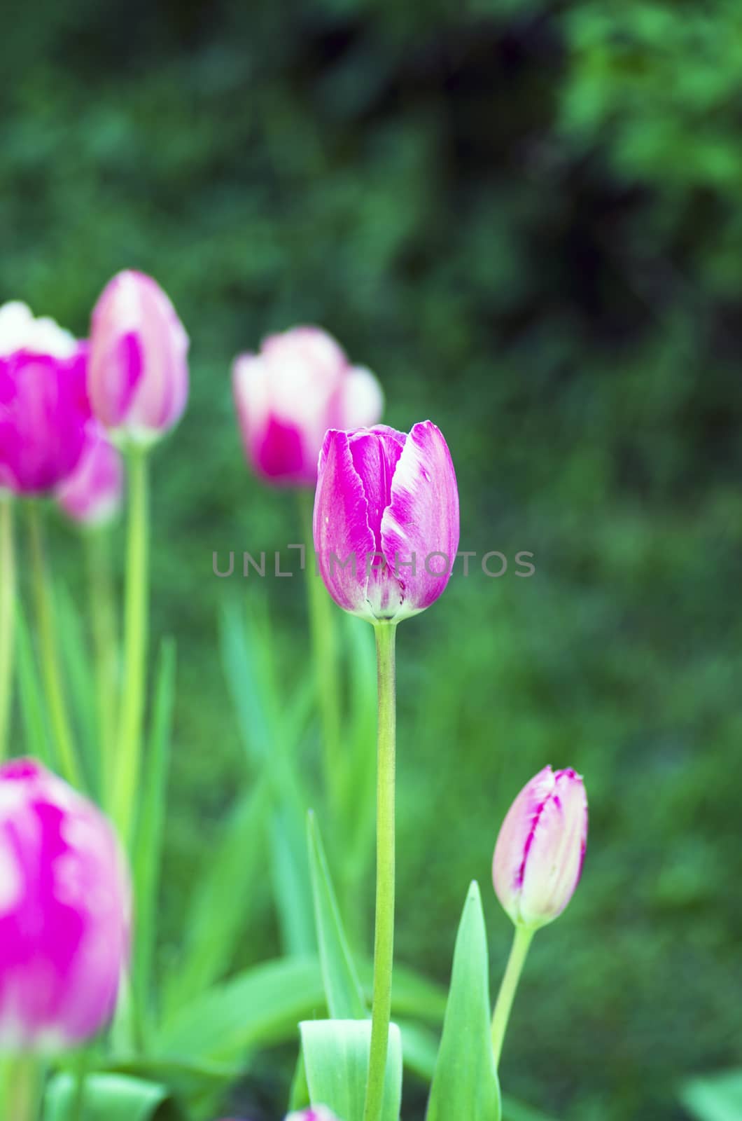 Spring background with tulips over natural background