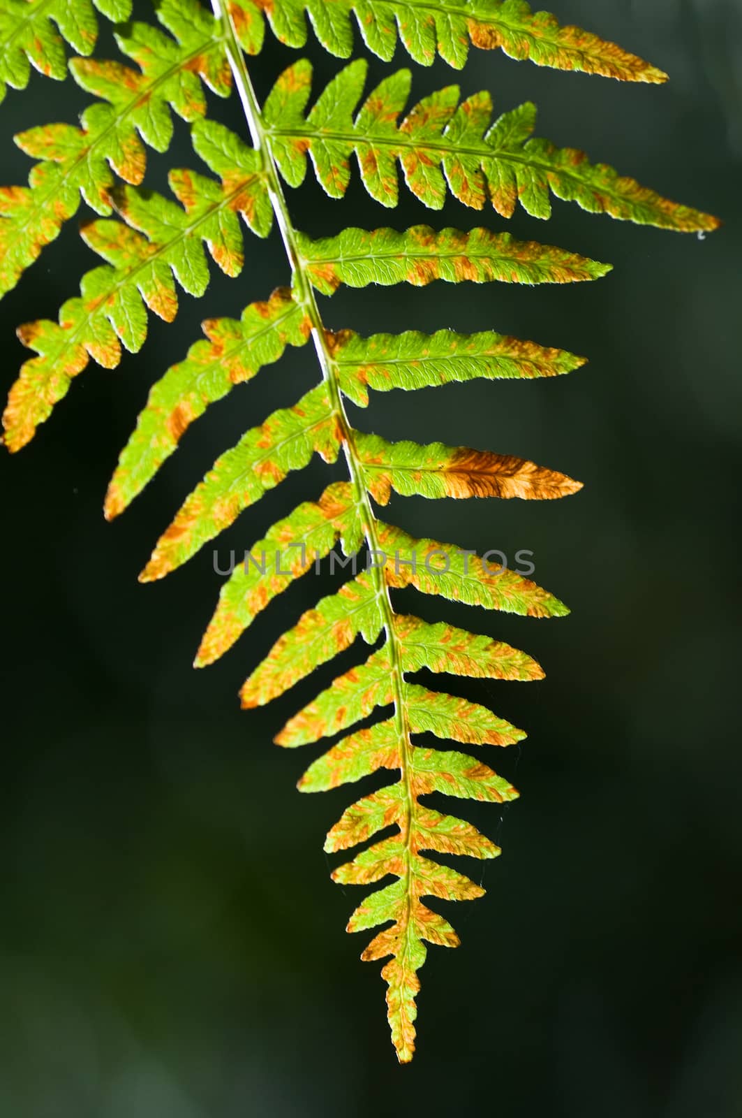 fern in the forest closeup