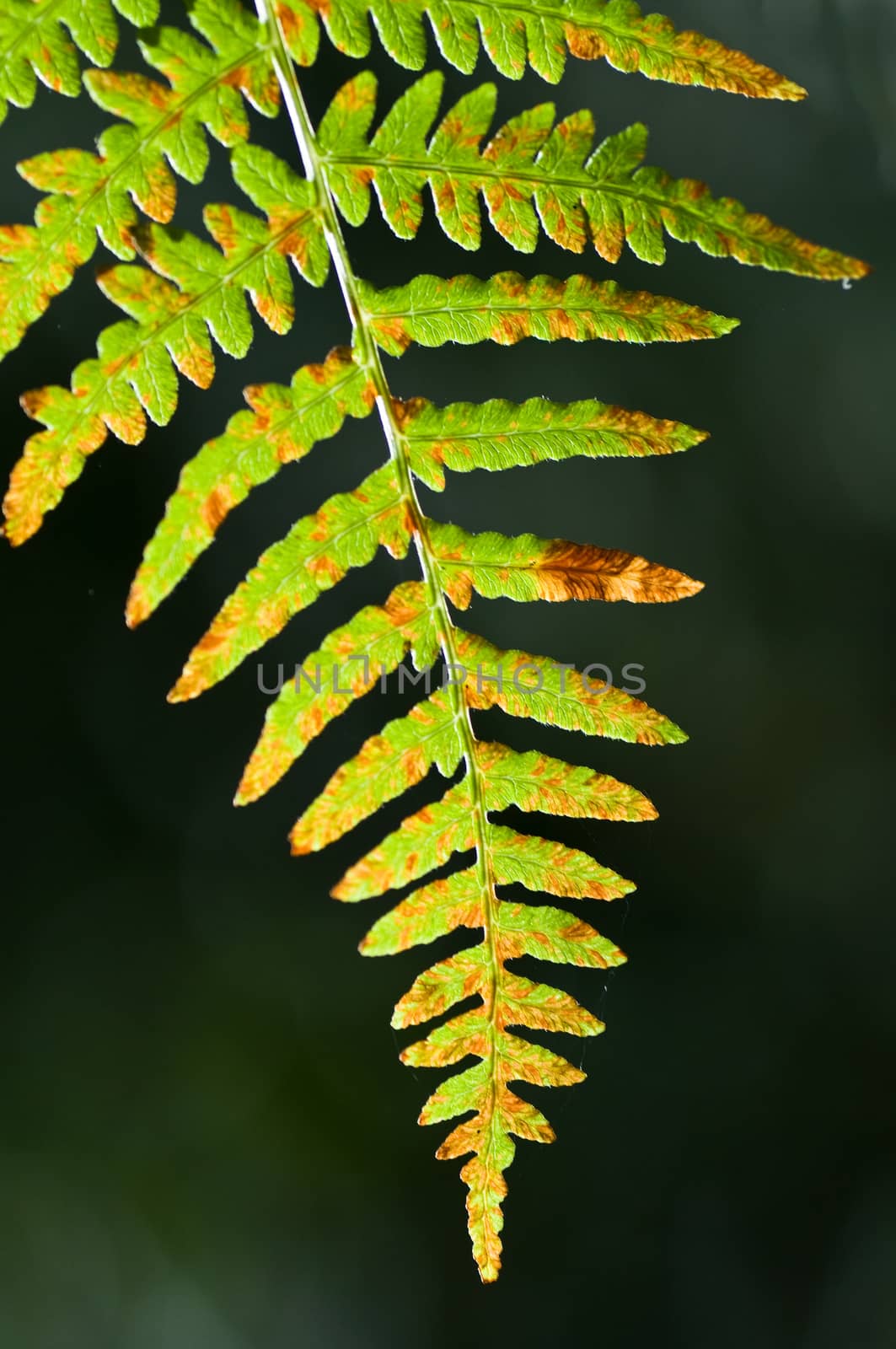 fern closeup by NeydtStock