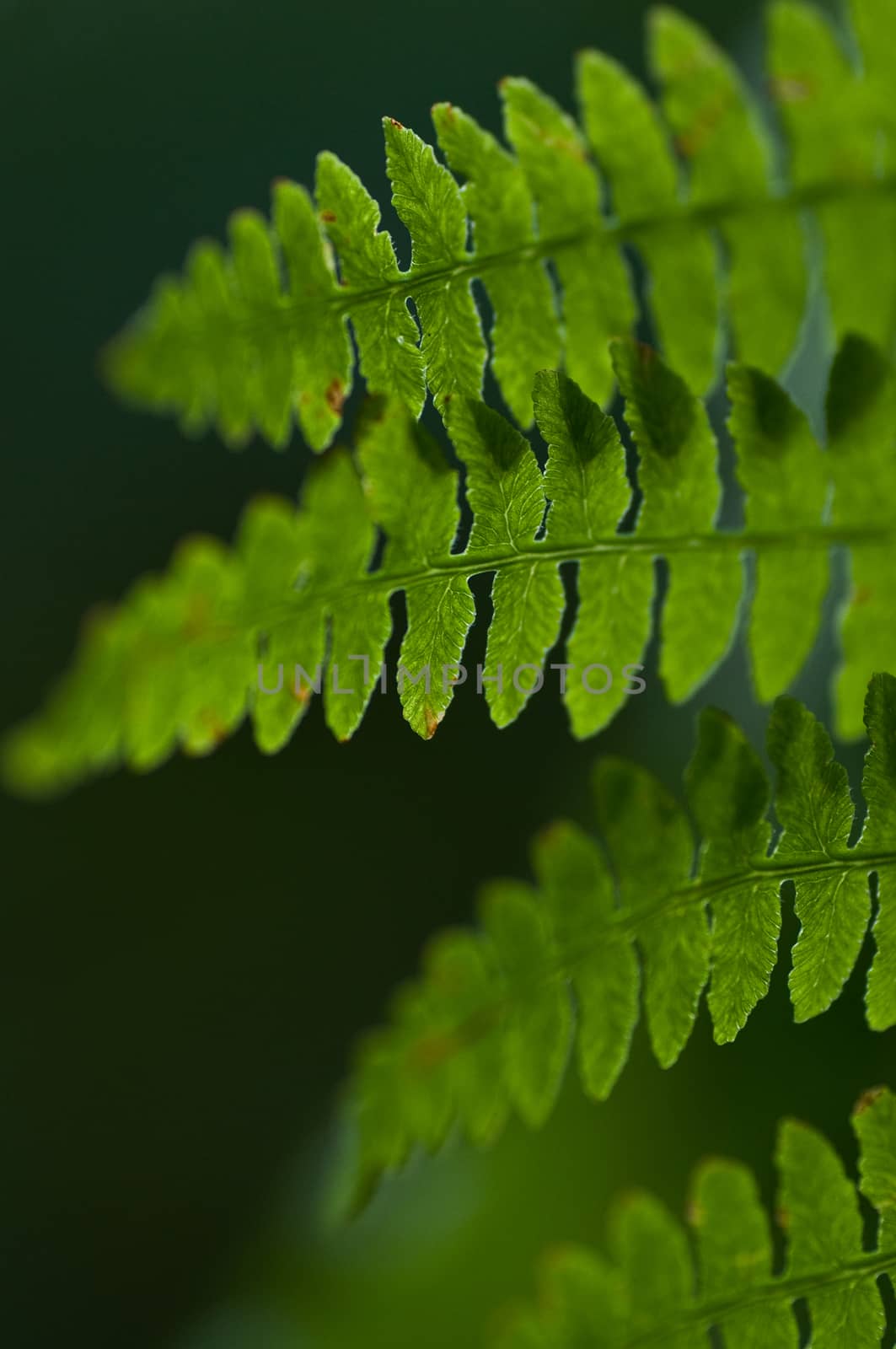 fern closeup by NeydtStock