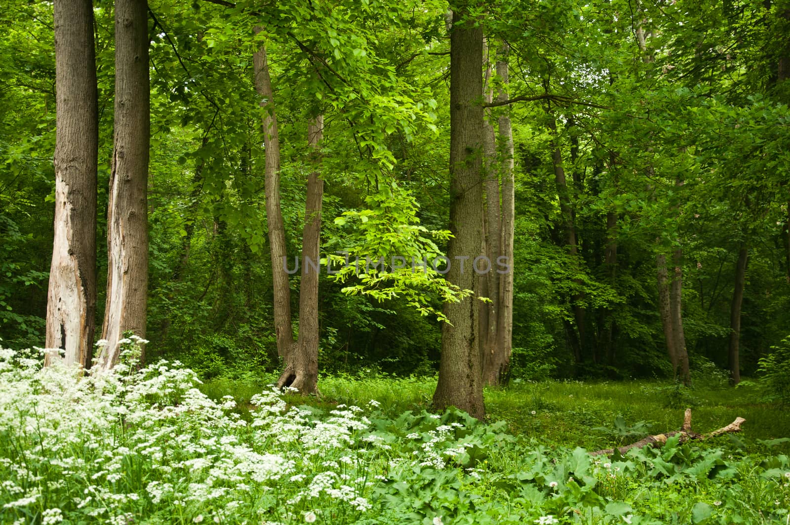 trees in the forest by NeydtStock