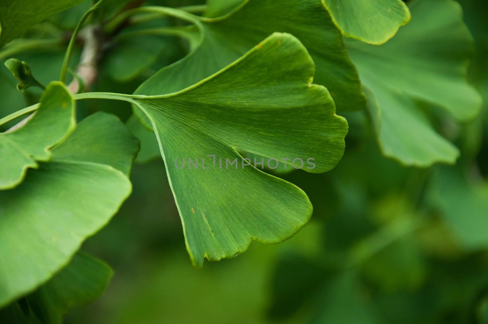 Ginkgo Biloba leaves in the tree closeup