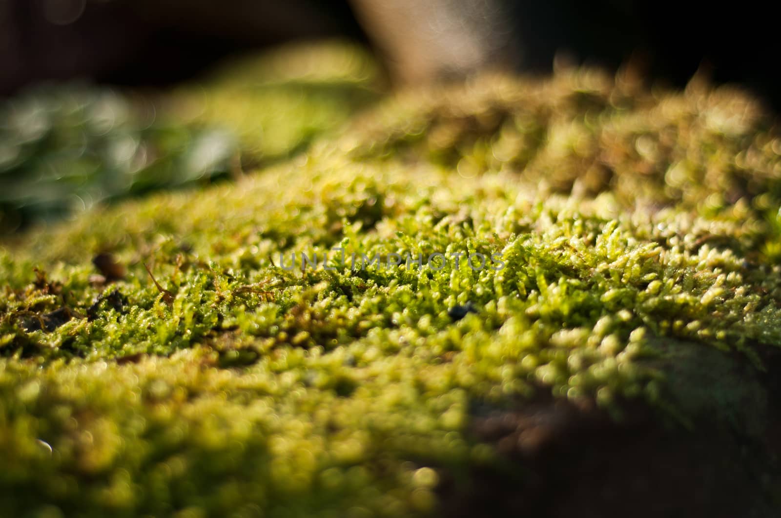 moss polytrichum in the forest closeup