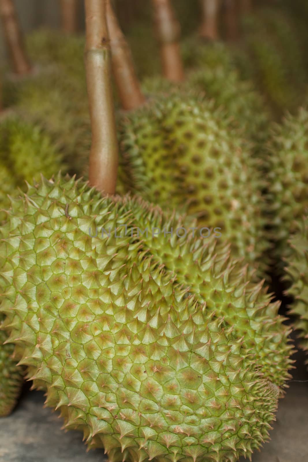 Durian