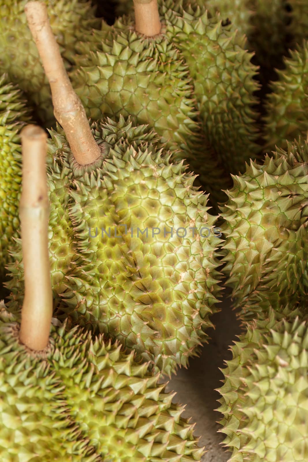 Durian by letoakin