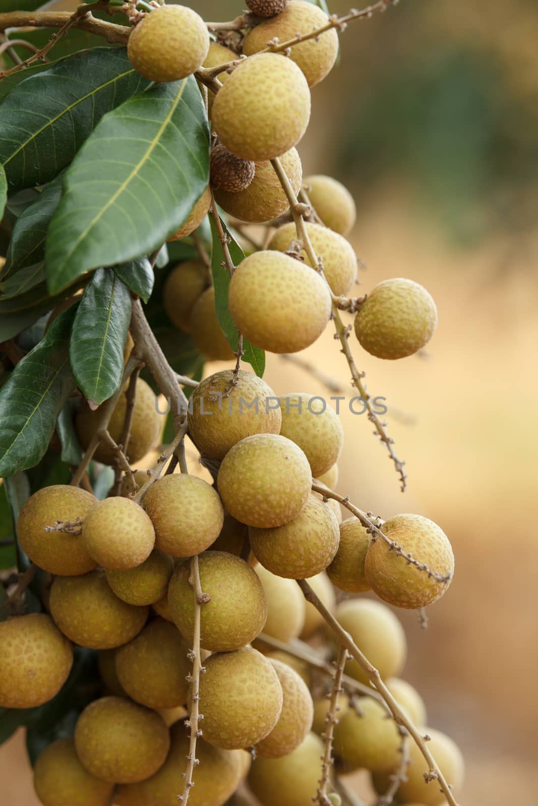 Longan by letoakin