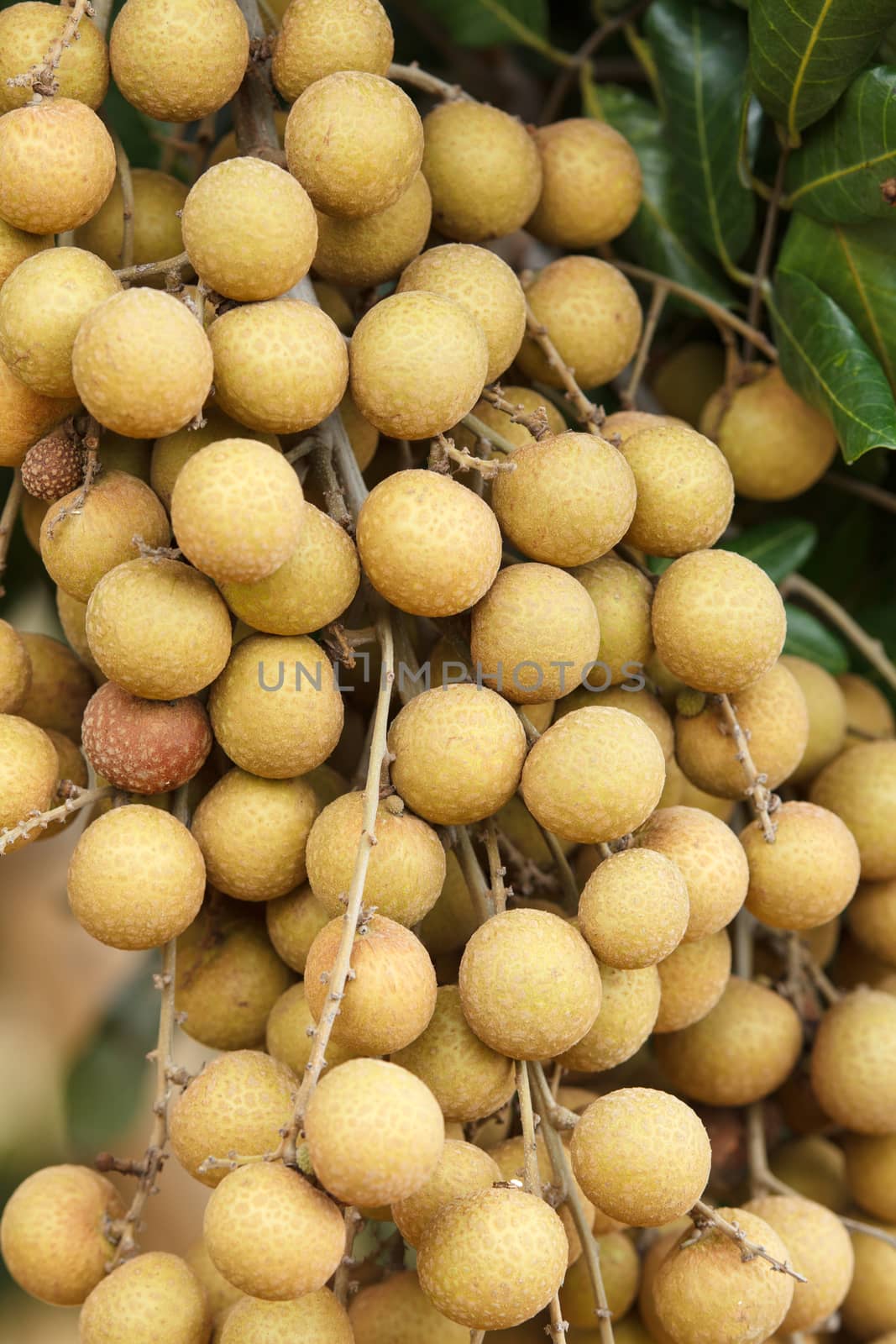 Longan by letoakin