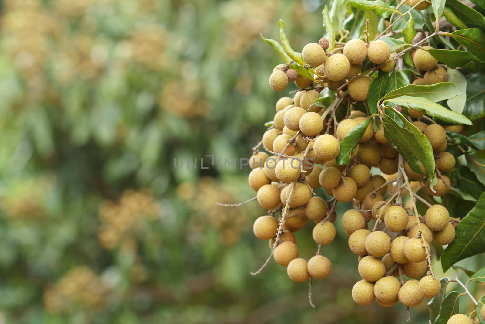 Longan by letoakin