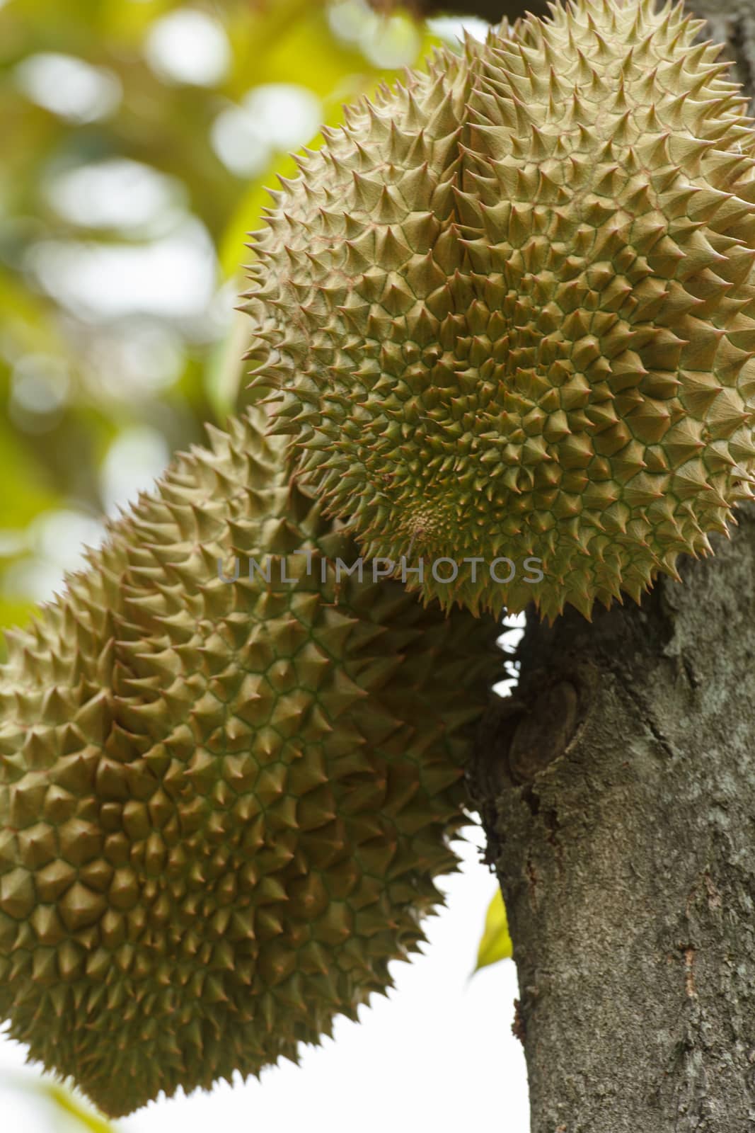 Durian by letoakin