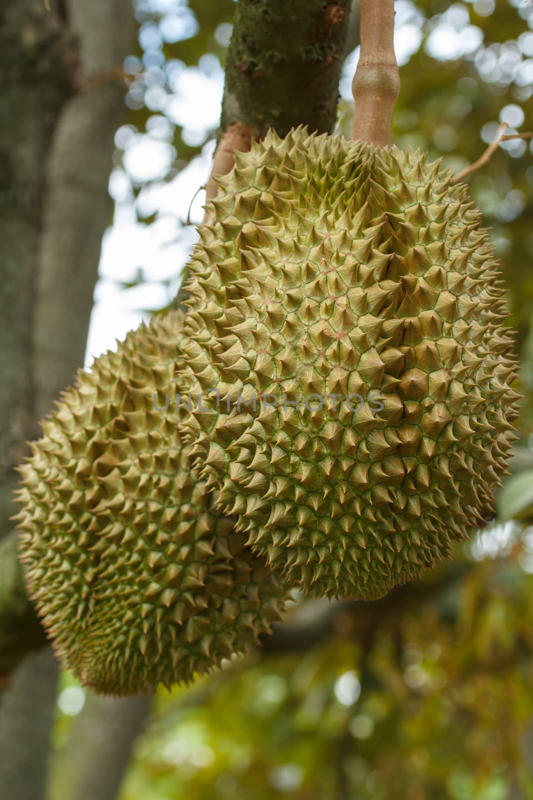 Durian by letoakin