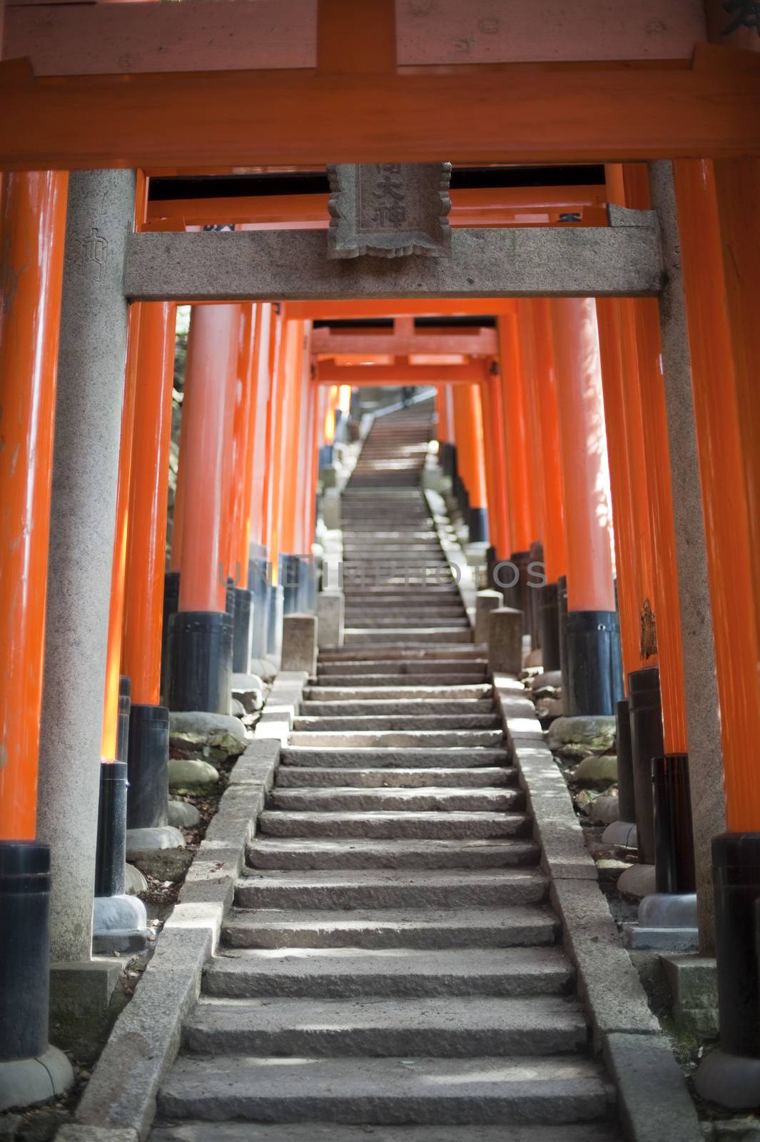 Torii gates at the Fushimi Inari-taisha by stockarch