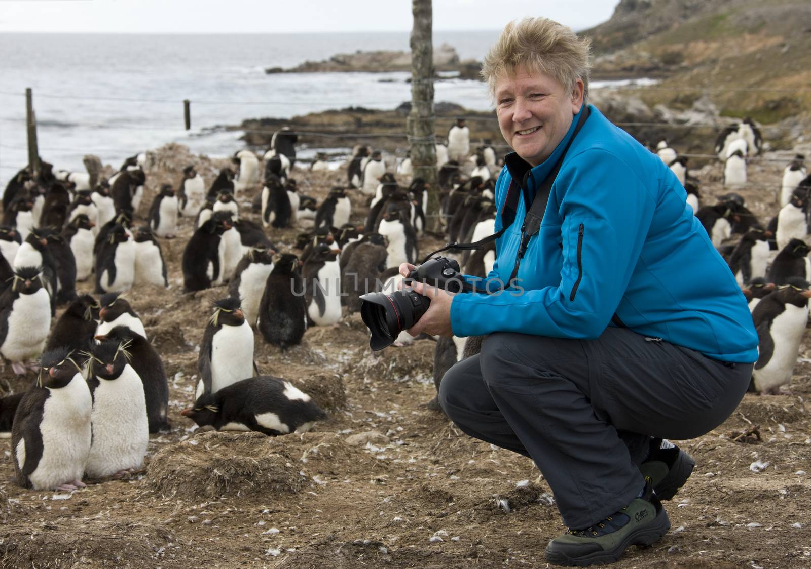 Tourist in a Rockhopper Penguin colony on Pebble Island in the Falkland Islands. 