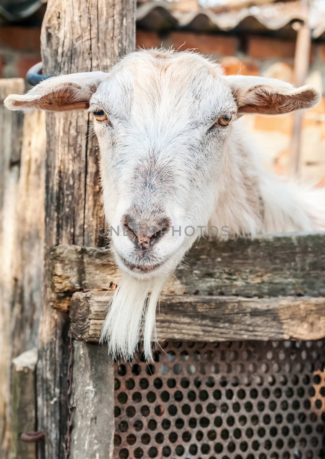 Portrait of a funny goat looking to camera 