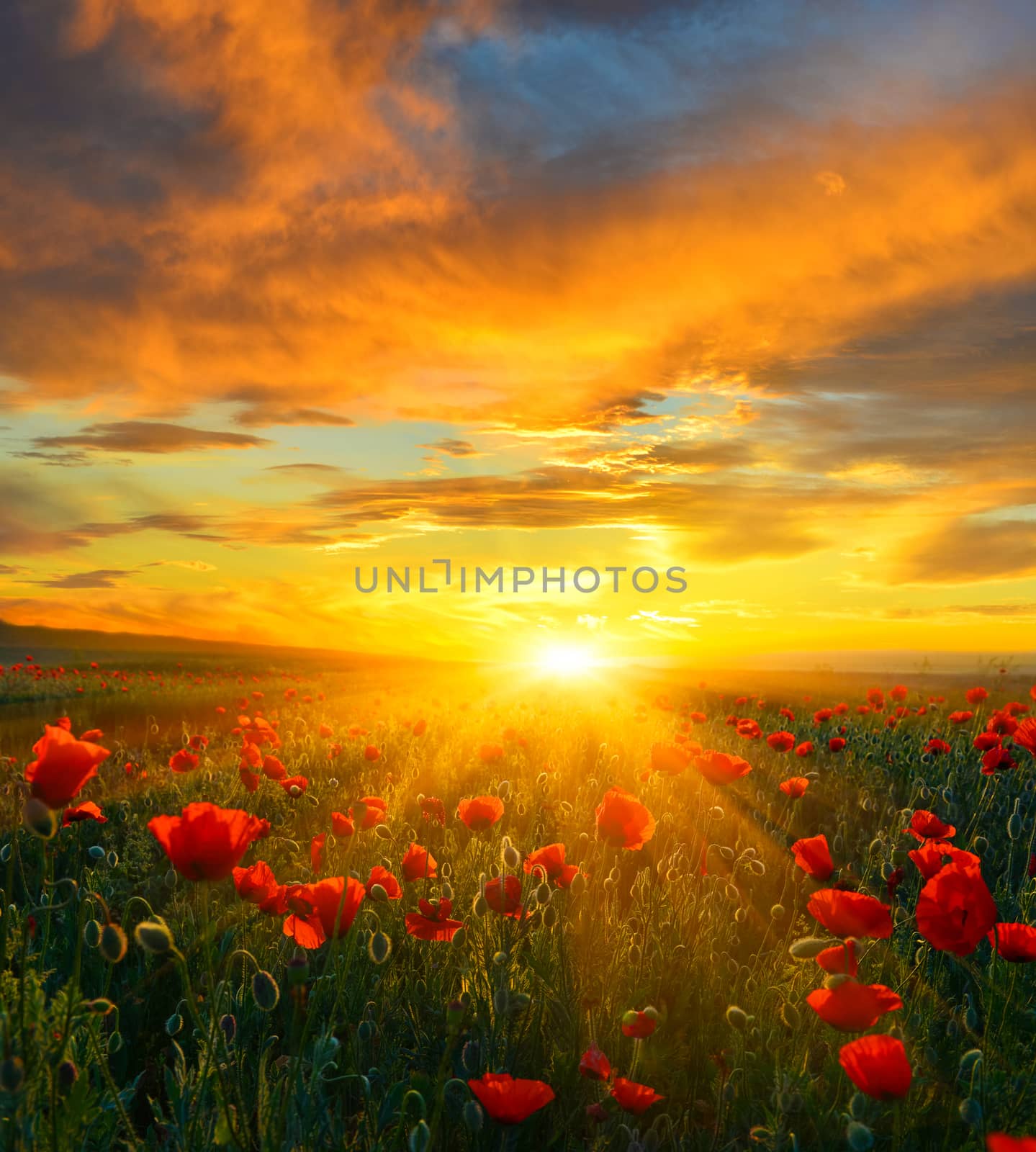 Poppy field at sunrise