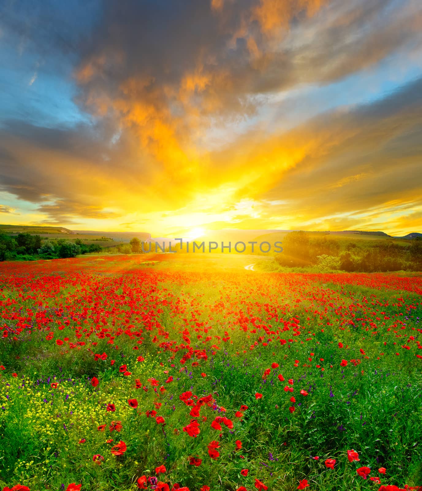 Field of poppies early in the morning