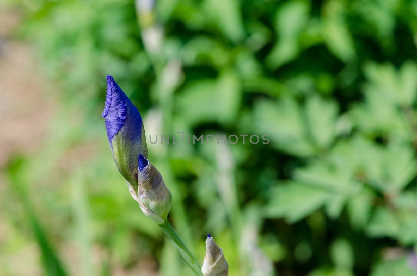 blue flower iris bud closeup in summer time
