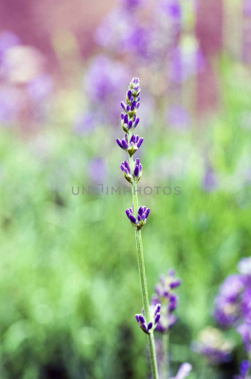 macro of lavender plant. herbal landscape of aromatic plant