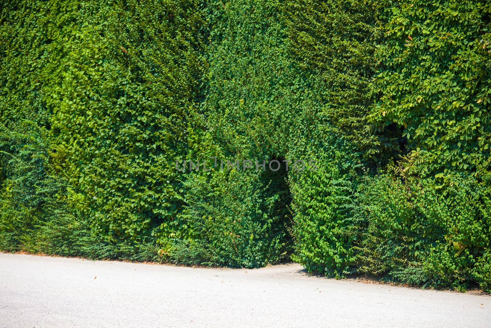 Walkway trough a green natural wall of trees