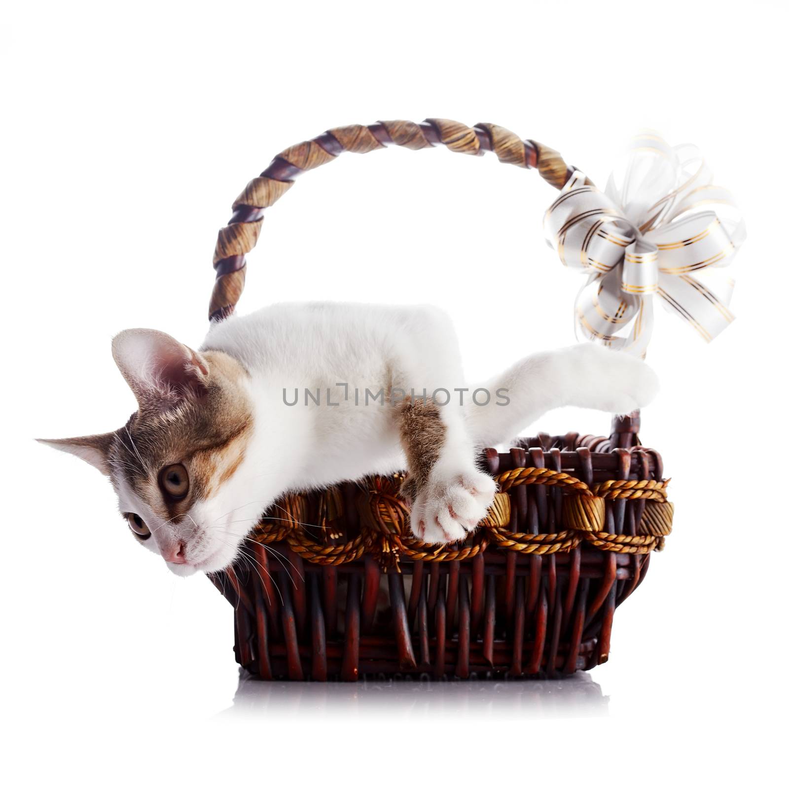 Kitten in a basket with a bow. Multi-colored small kitten. Kitten on a white background. Small predator. Small cat.