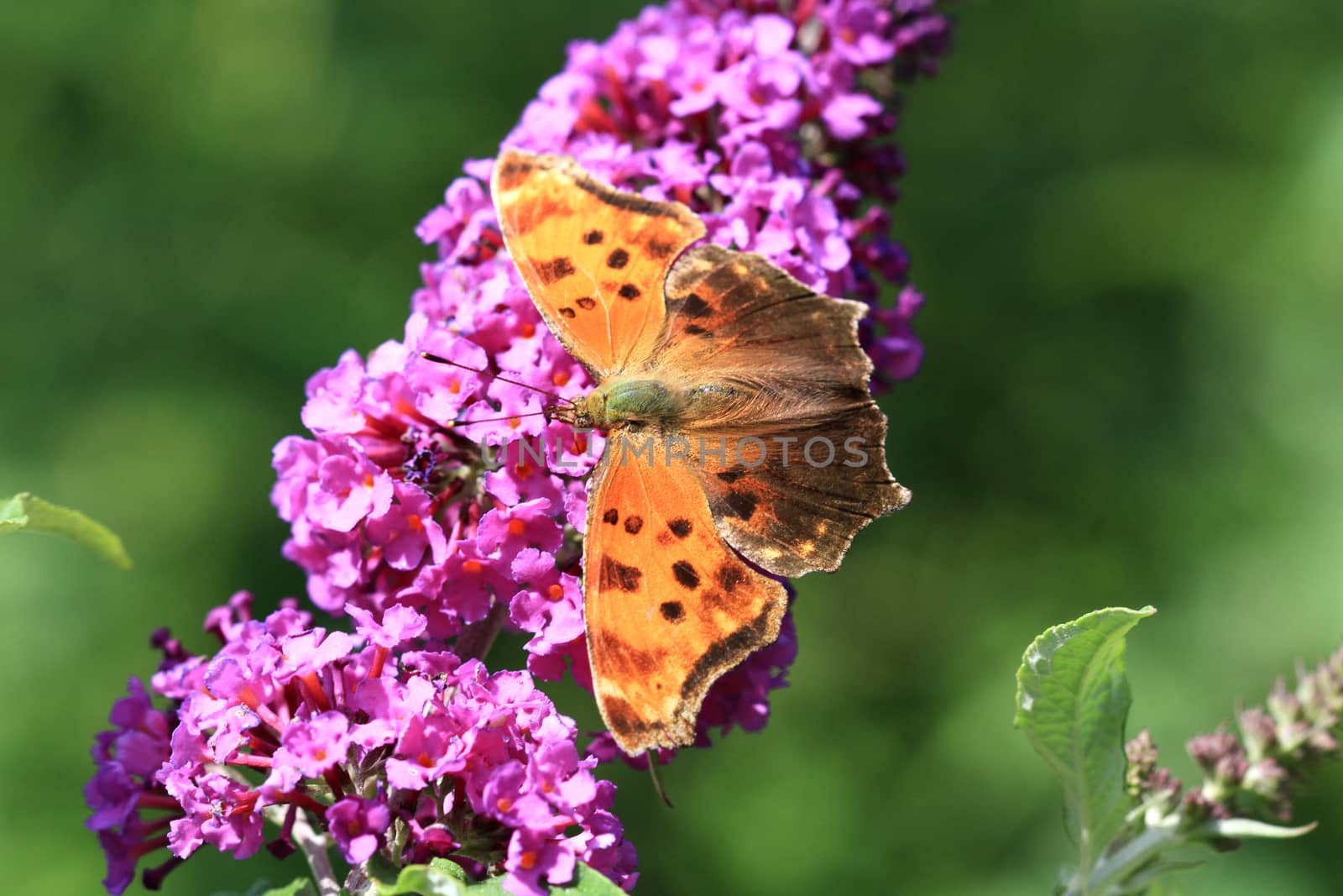 Comma Butterfly feeding on butterfly bush in afternoon sun