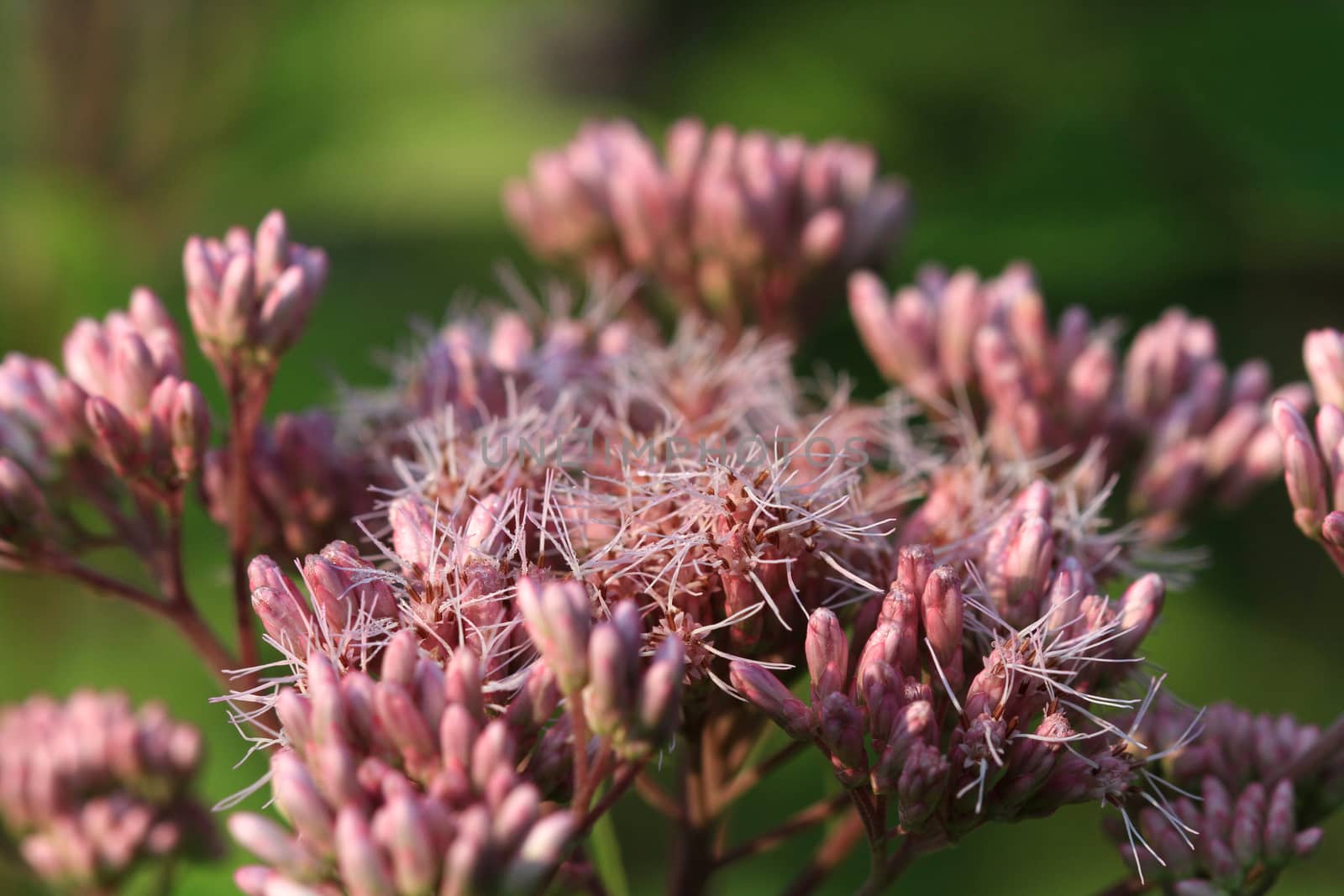 Joe-pye Weed flower mid summer in afternoon sun