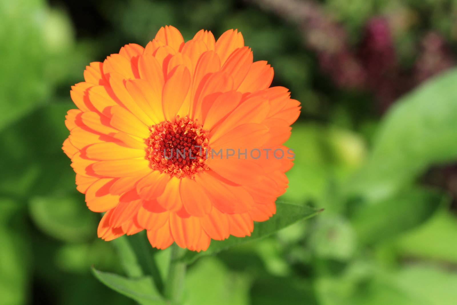 Orange Flower mid summer in afternoon sun
