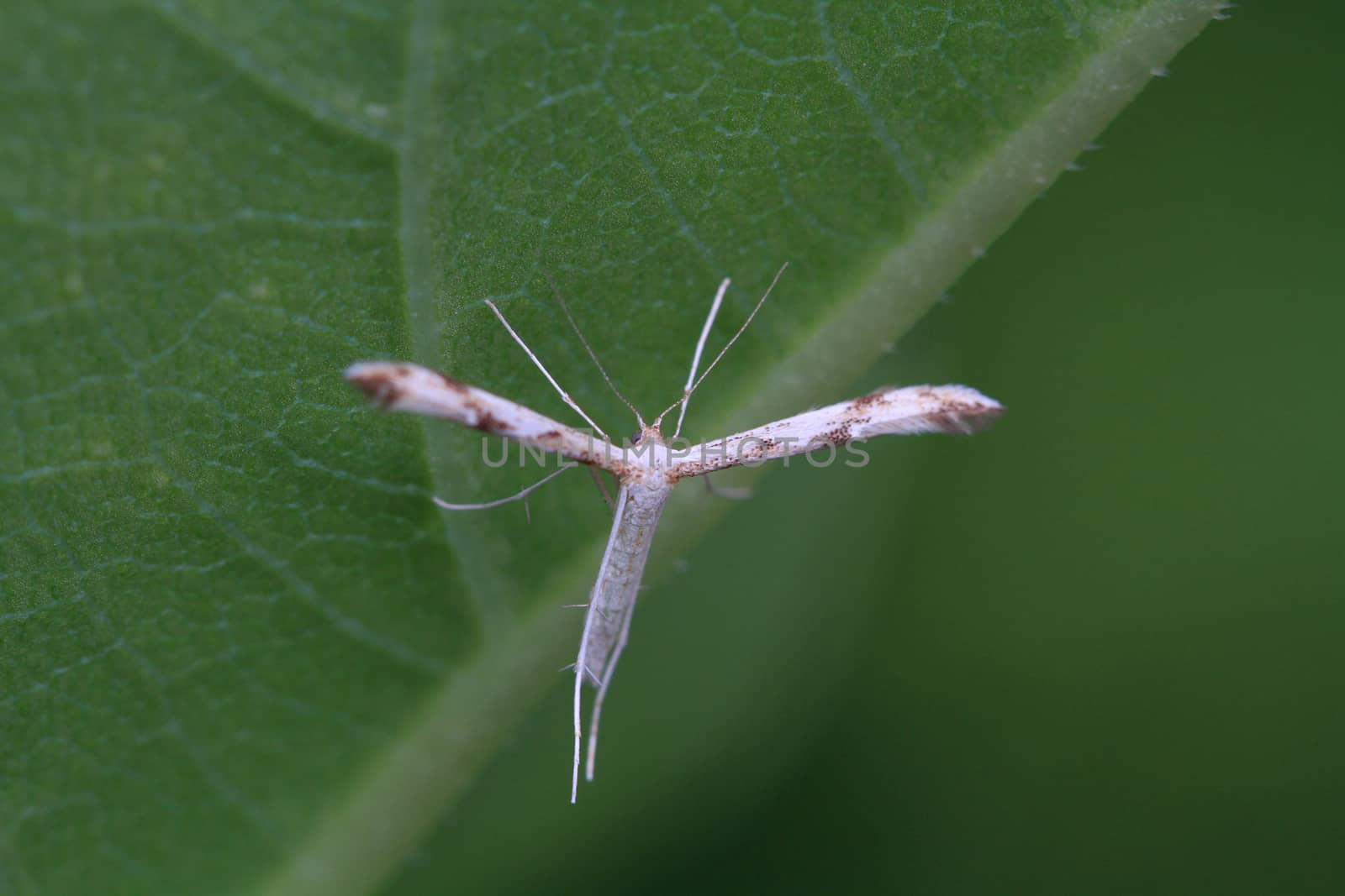 Plume Moth on underside of leaf early morning
