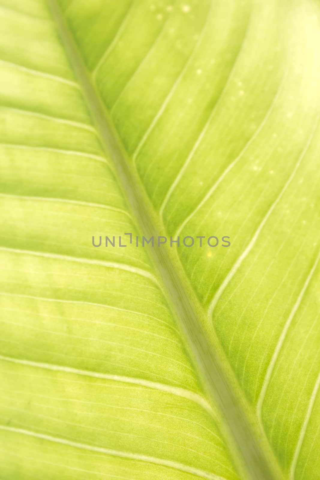green leaf glow structure background and texture