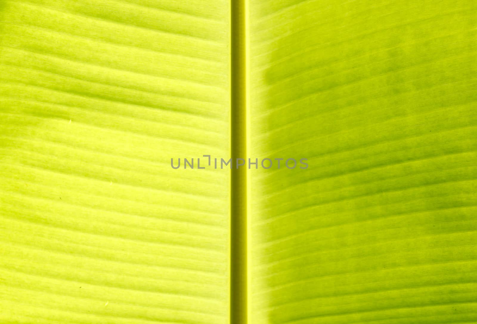 Background texture of banana leaf