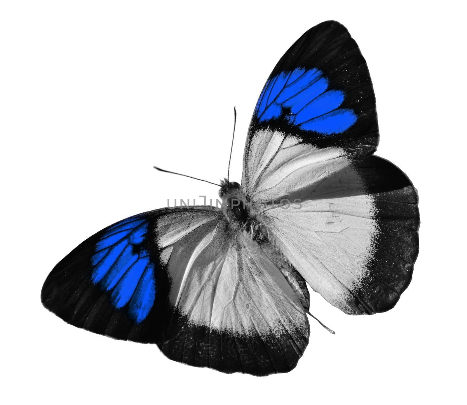 Blue butterfly isolated on white background