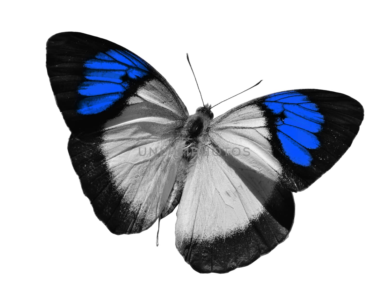 Blue butterfly isolated on white background