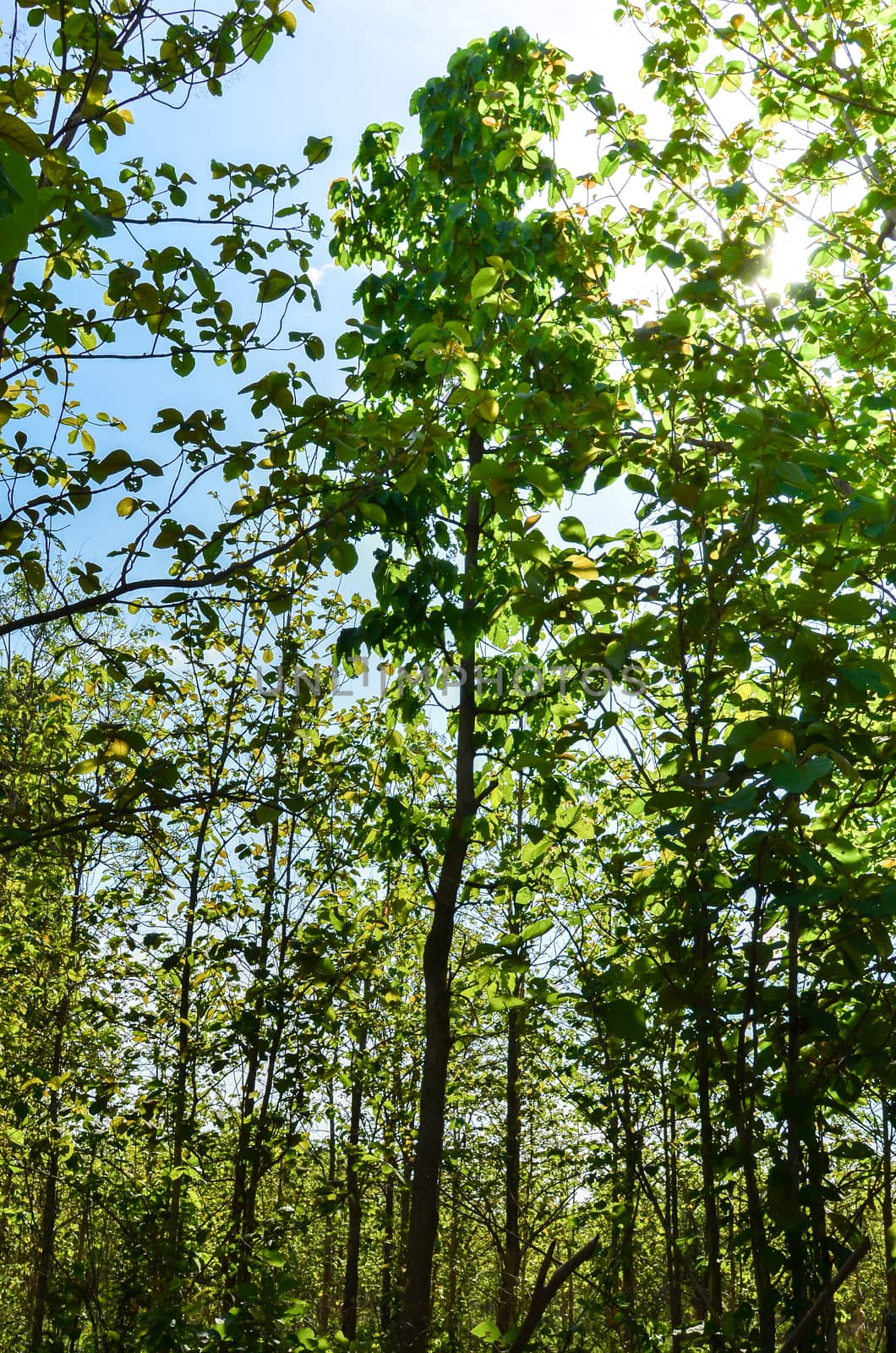 autumn forest trees. nature green wood sunlight backgrounds.