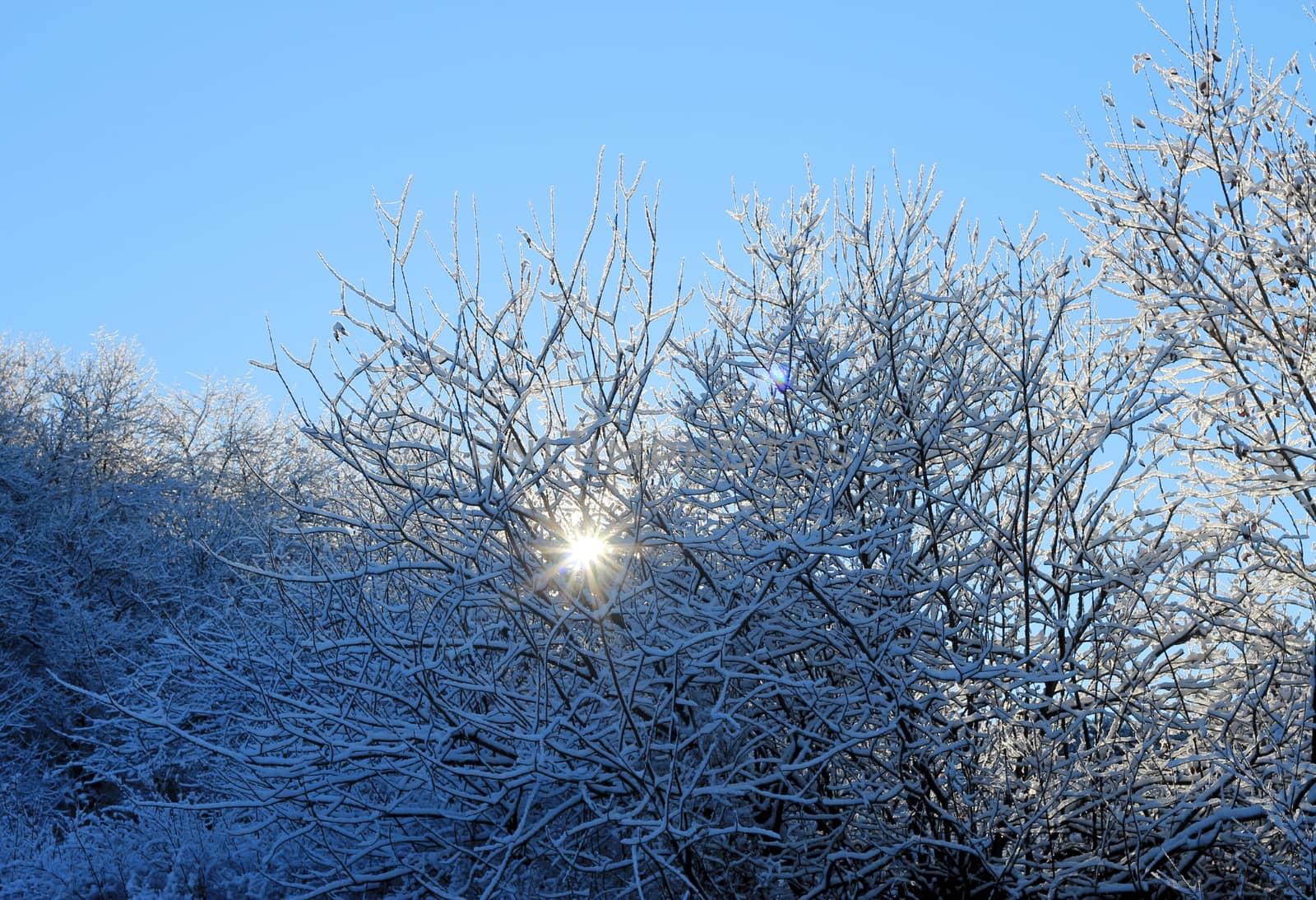 Trees covered with hoarfrost and snow in mountains