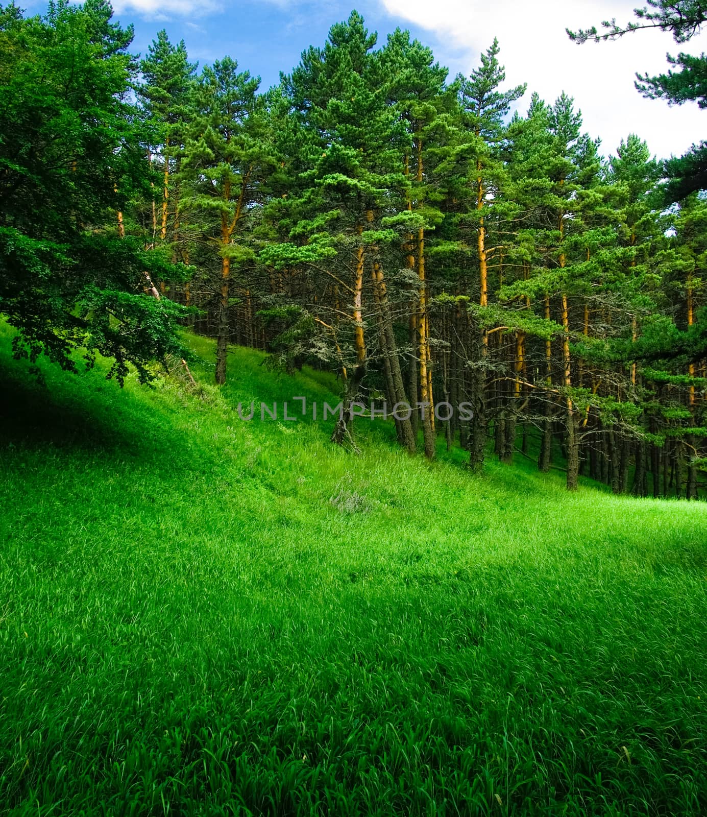 Green glade in summer forest