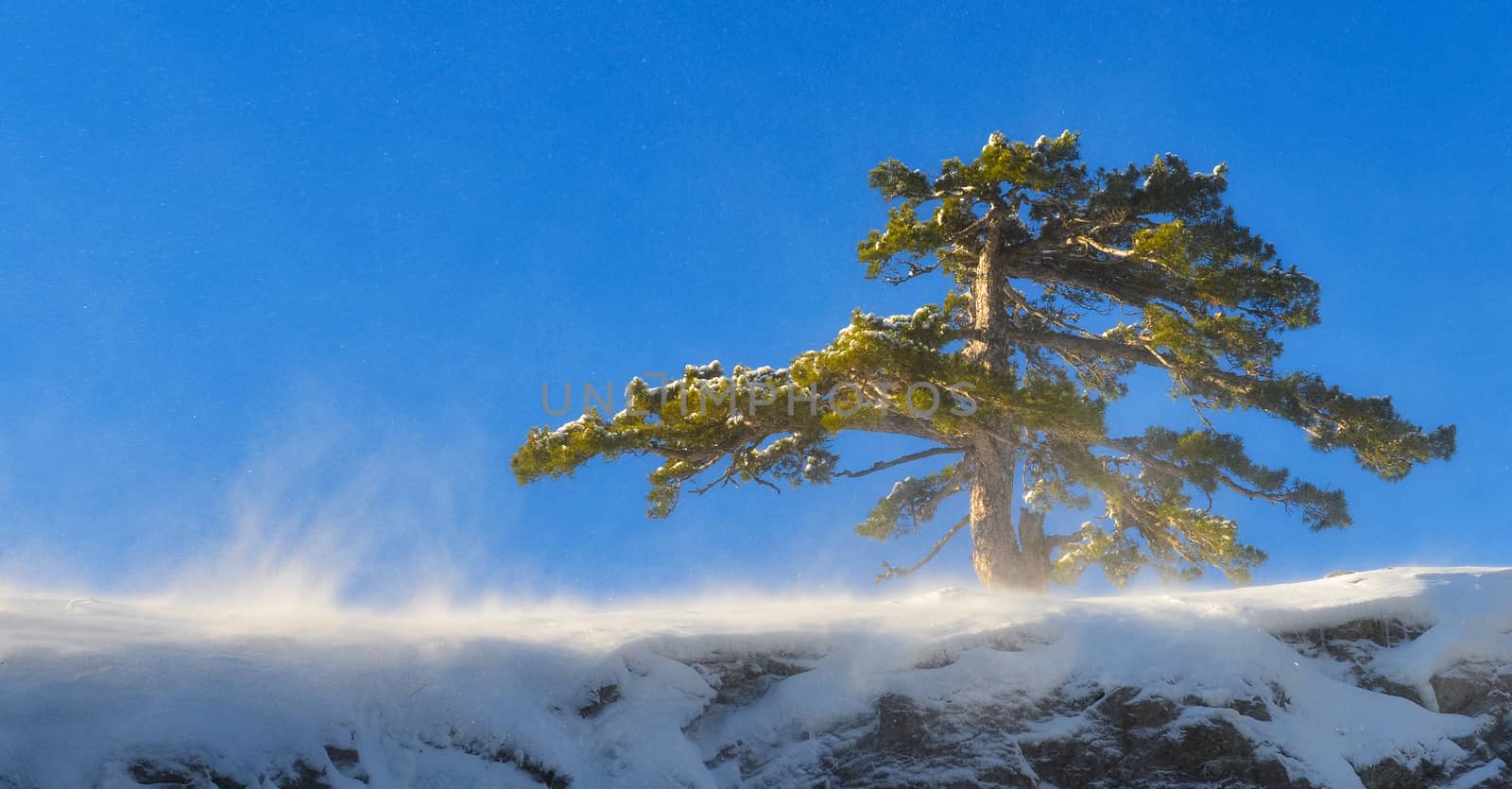 View of mountain pine in winter highland