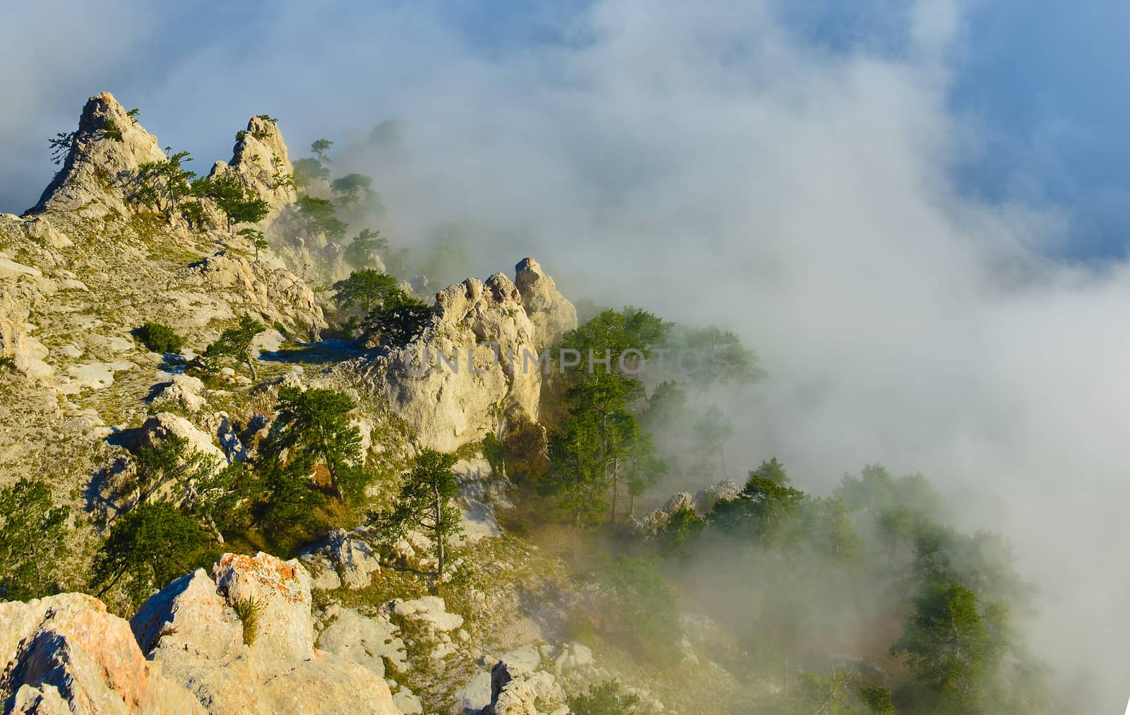 Misty forest in mountains