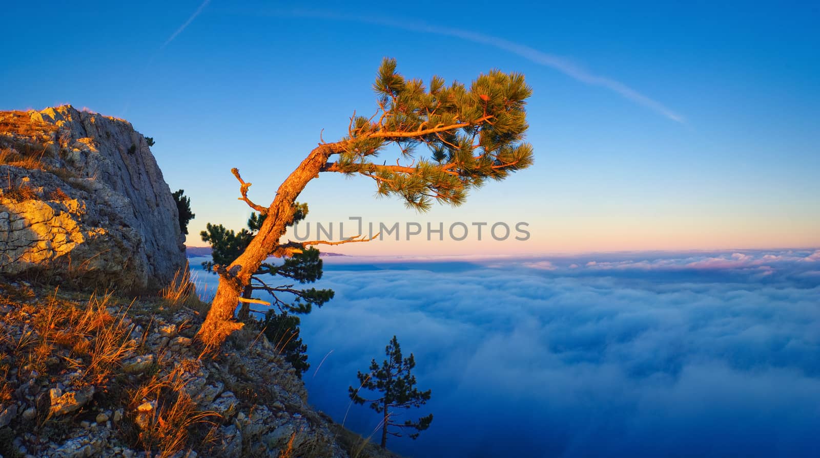 Pine tree above evening clouds