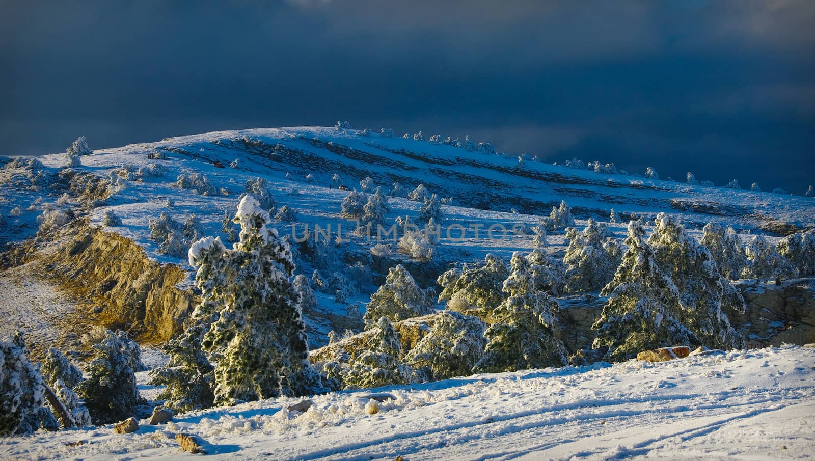 Winter forest