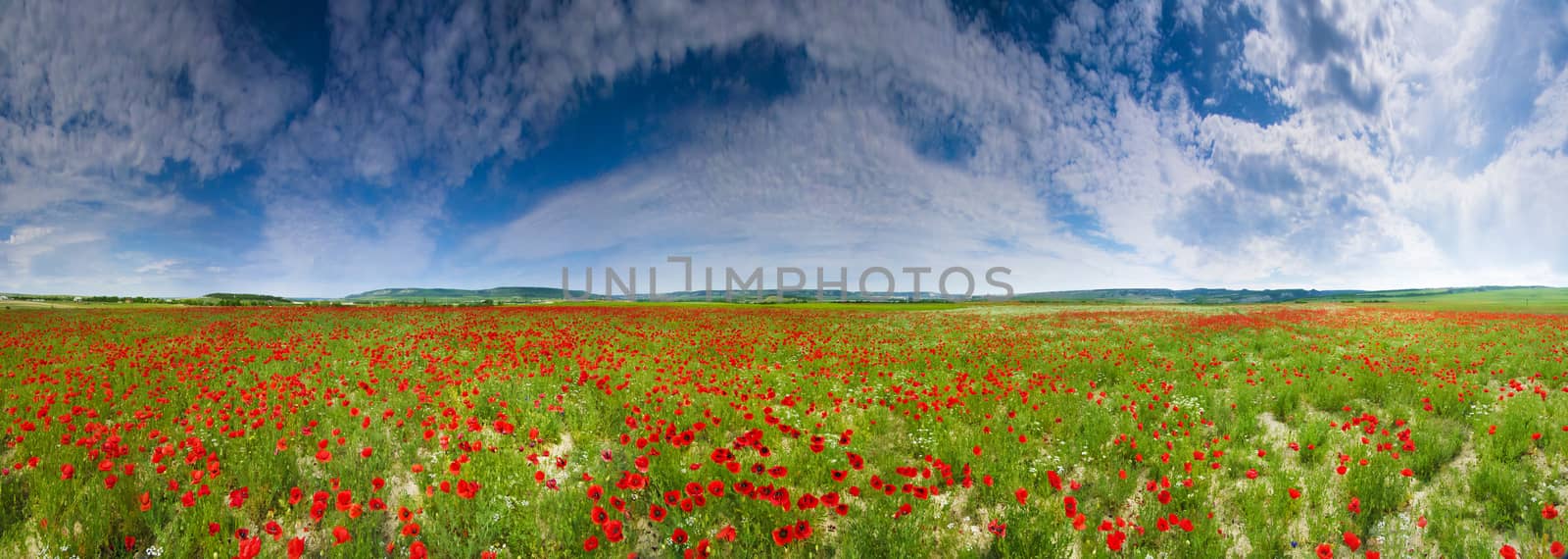 Flower field panorama