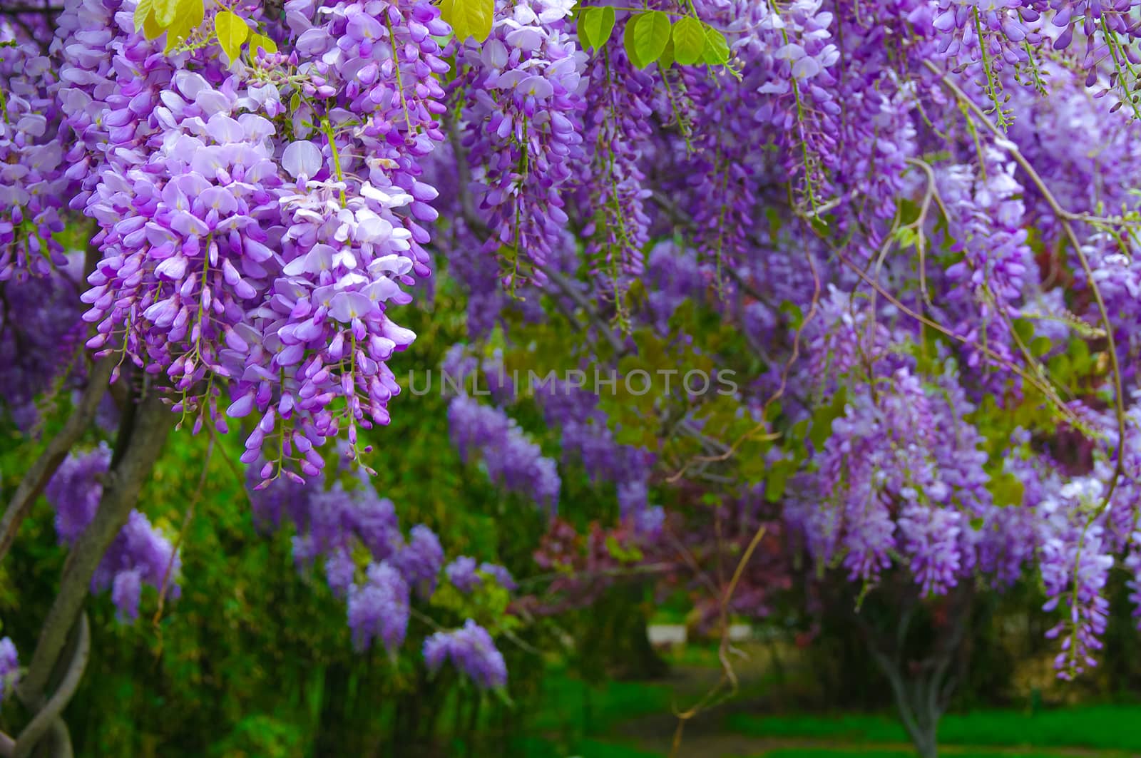 Wisteria in the garden