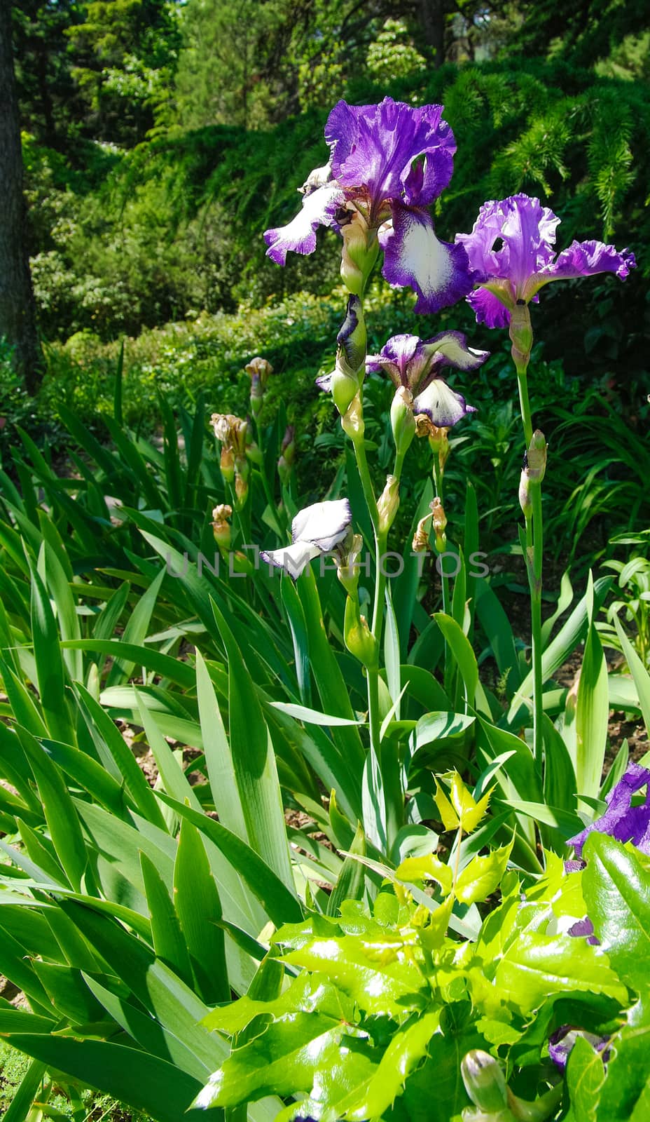 Iris in the botanical garden