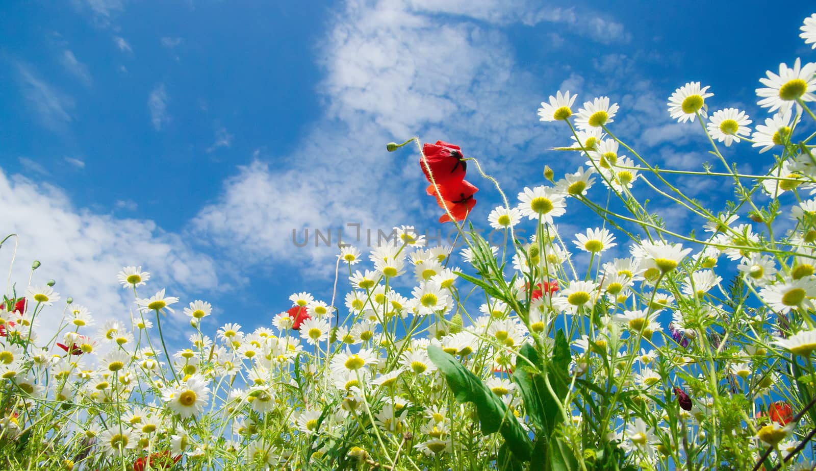 Camomiles in summer countryside