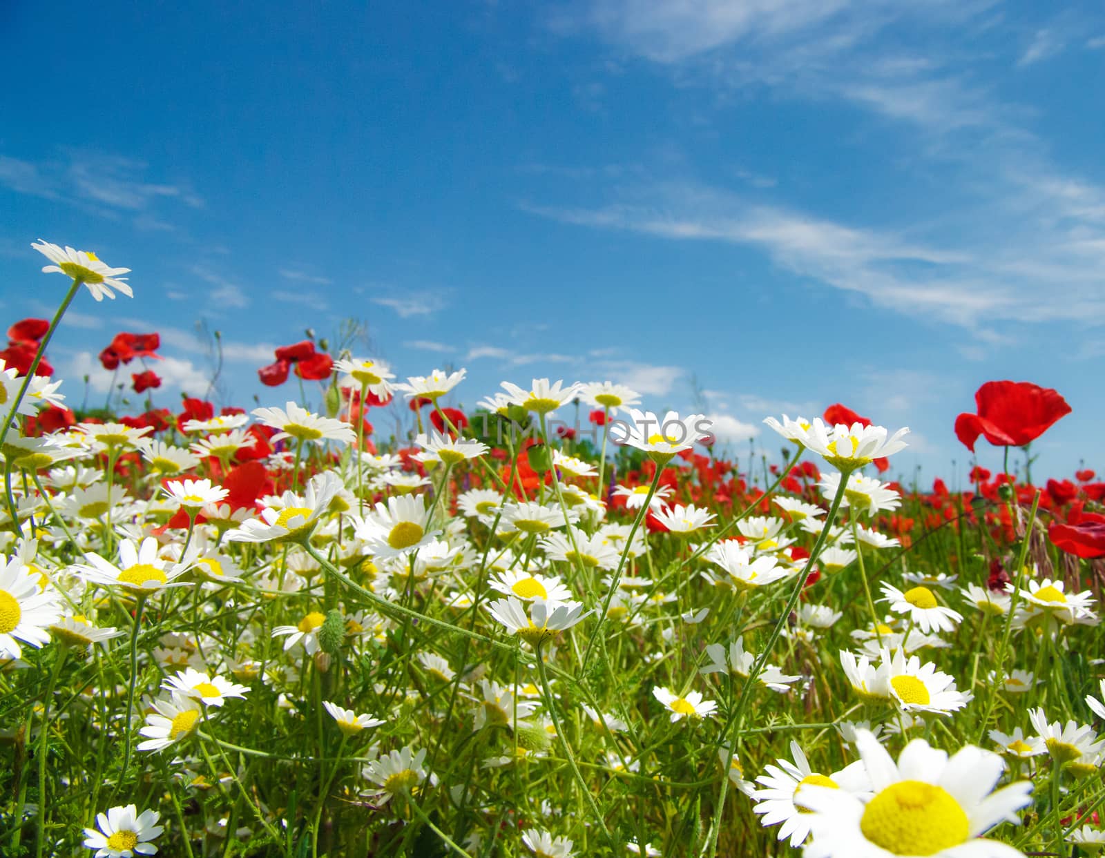 Poppies and camomiles in summer countryside.