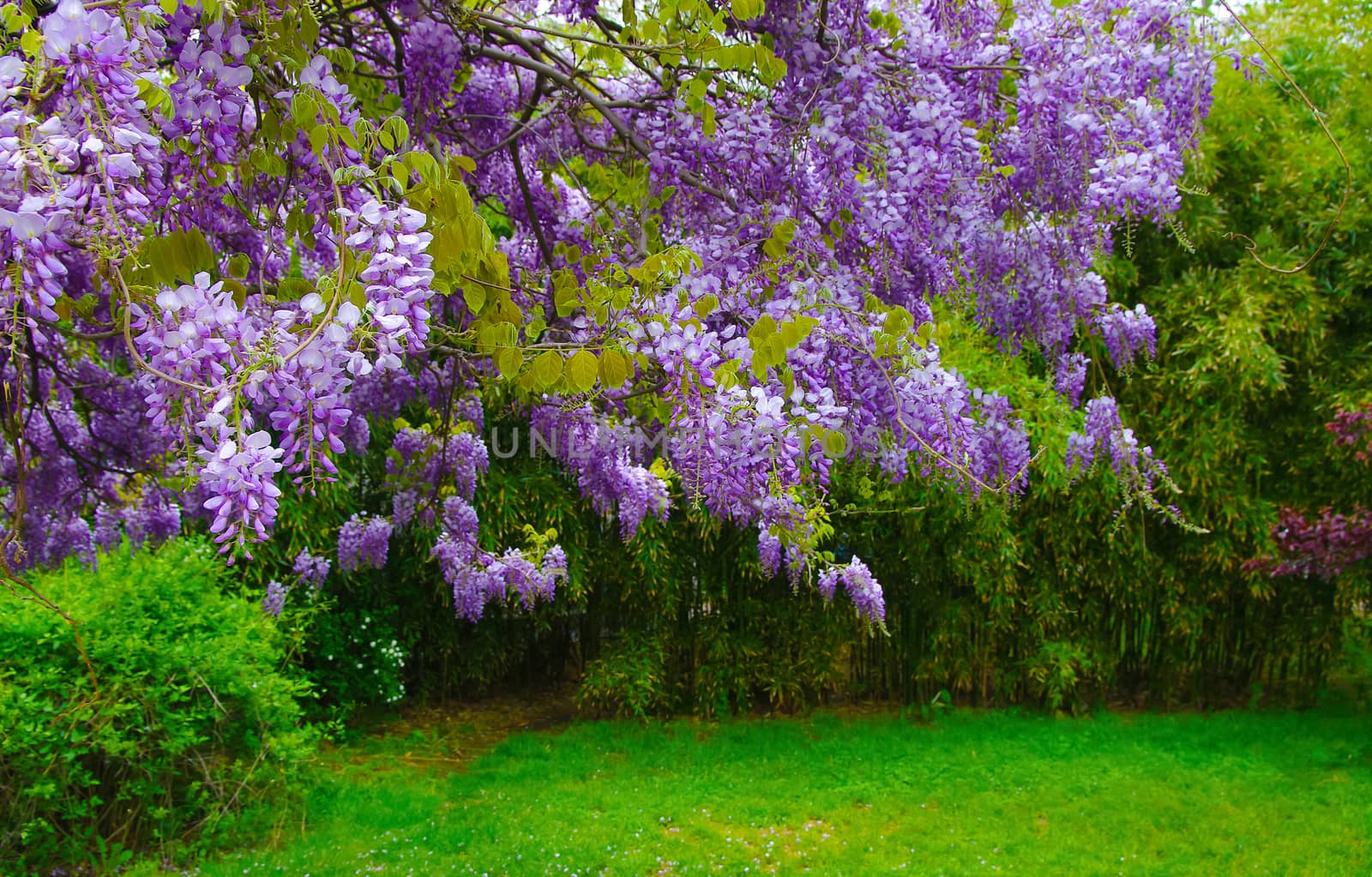 Wisteria in the garden