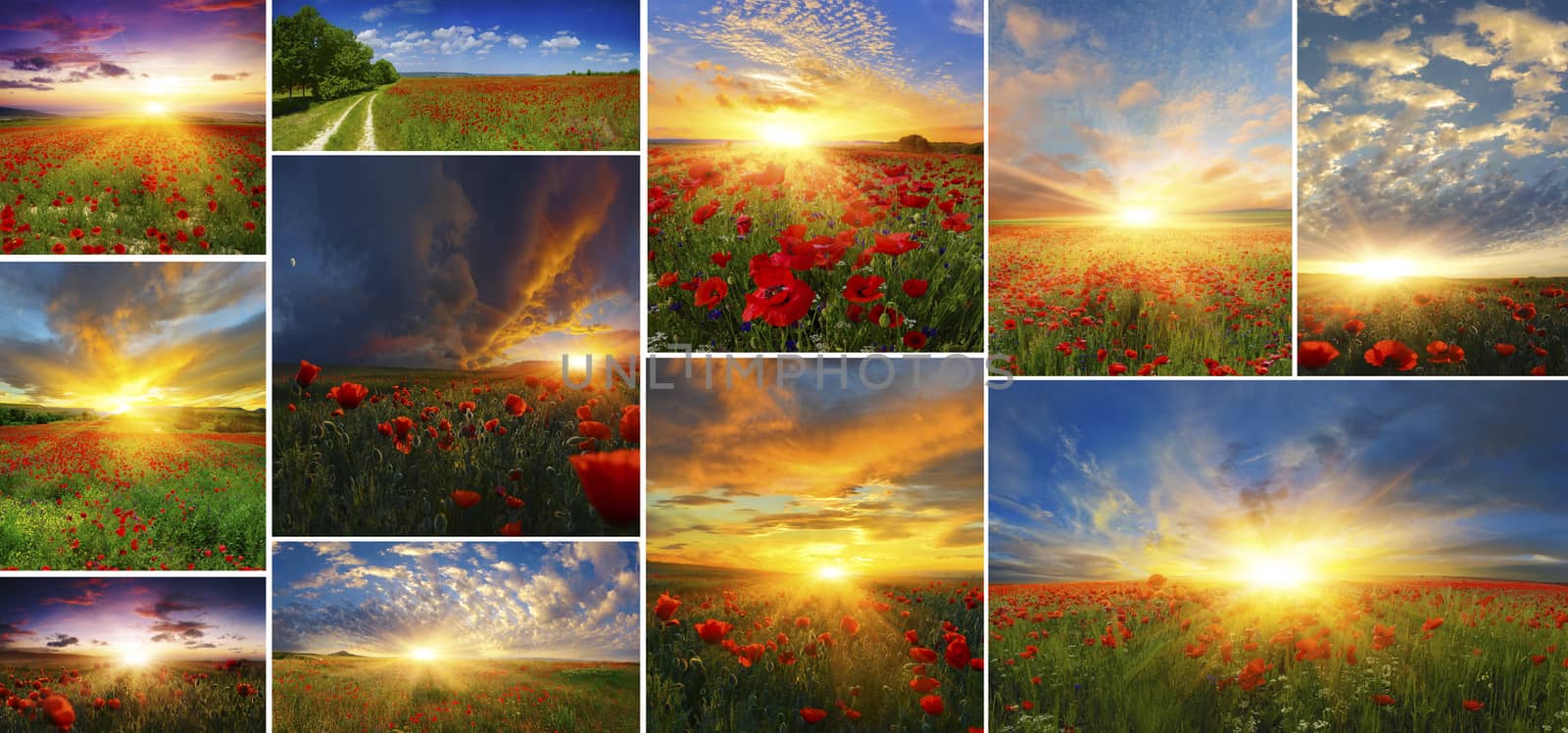 Set of poppy fields at sunrise