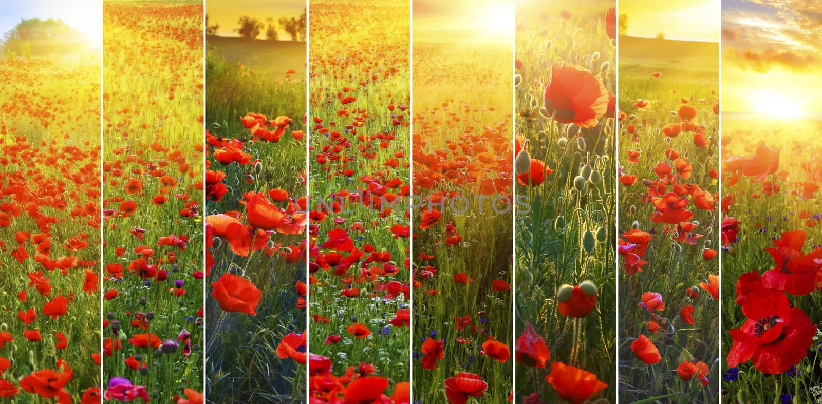 Poppy background collection