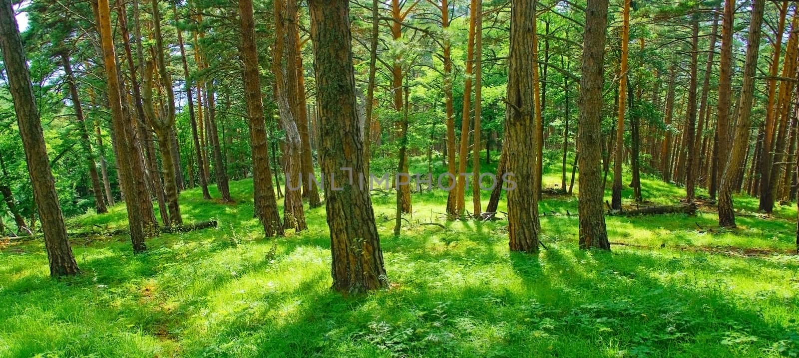 Summer forest (background)